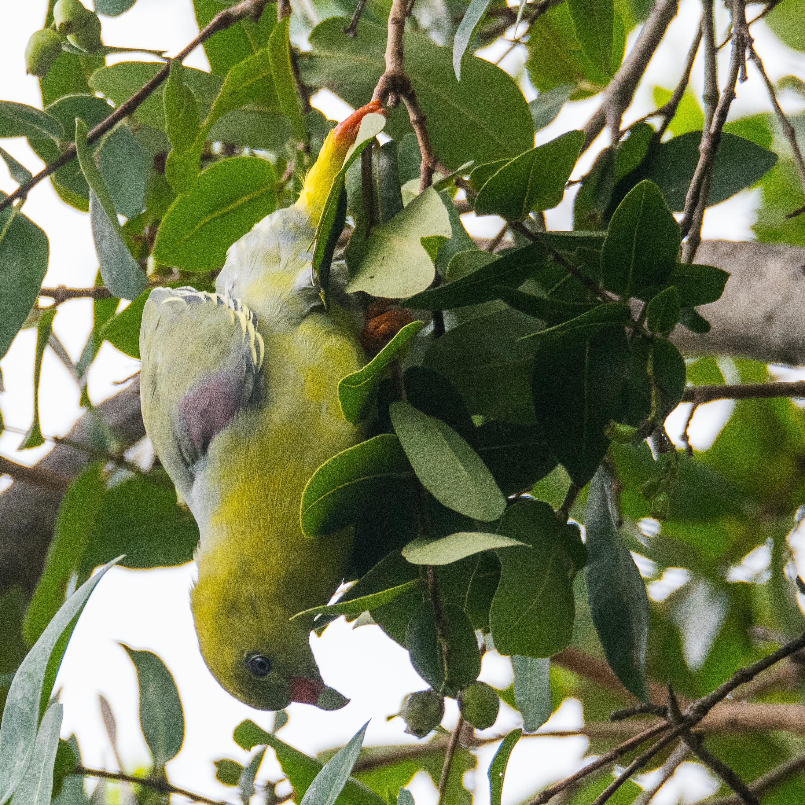 Colombar à front nu (African green pigeon, Treron calvus) dans une position acrobatique à la recherche de fruits à consommer,  Shinde camp, Delta de l'Okavango, Botswana-7482